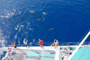 madeira catamaran dolphin