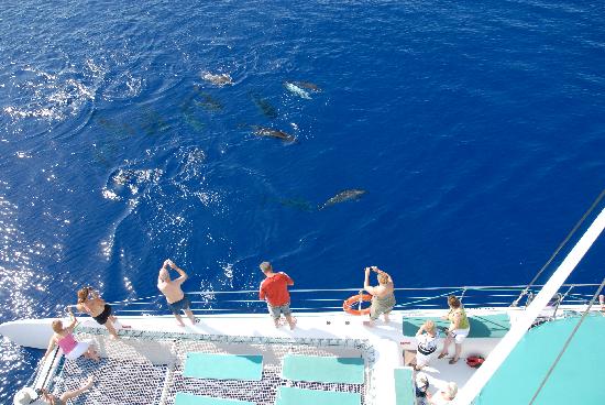 madeira catamaran dolphin