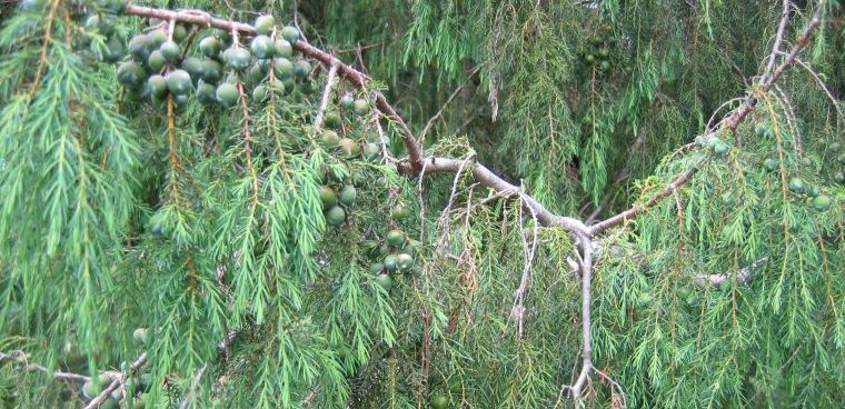 Endemic Madeira Juniper (Juniperus Cedrus Maderensis)