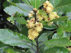 Endemic Scented Bay Laurel (Laurus Novocanariensis) 