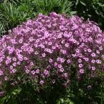  Le géranium de Madère (Geranium Maderense) ou Cranesbill de Madeira 