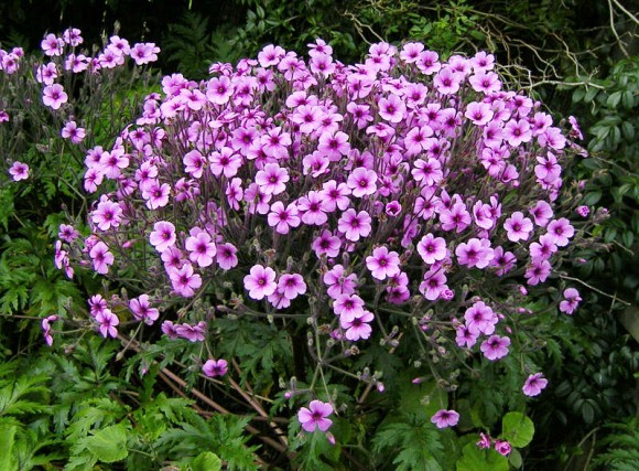 Die Madeiran-Pelargonie (Geranium Maderense) oder Madeira Cranesbill The Madeiran Geranium (Geranium Maderense) or Madeira Cranesbill