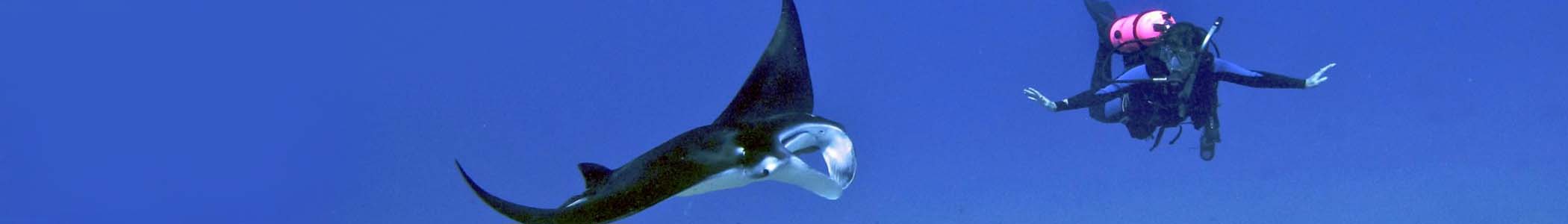 Madeira Scuba Diving