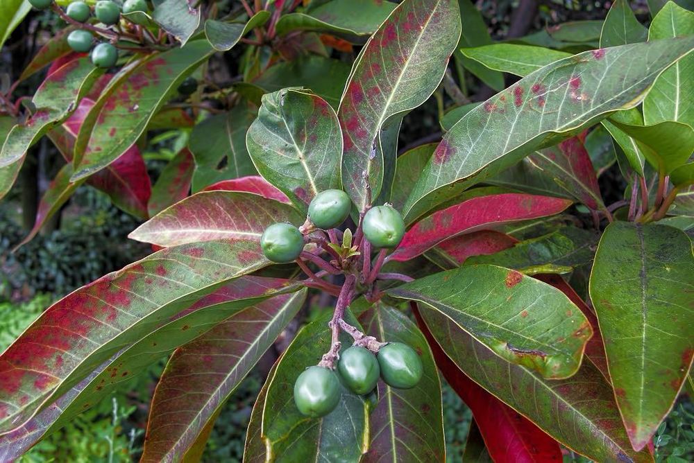 The Madeira Mahagony (Persea Indica) The Madeira Mahagony (Persea Indica)