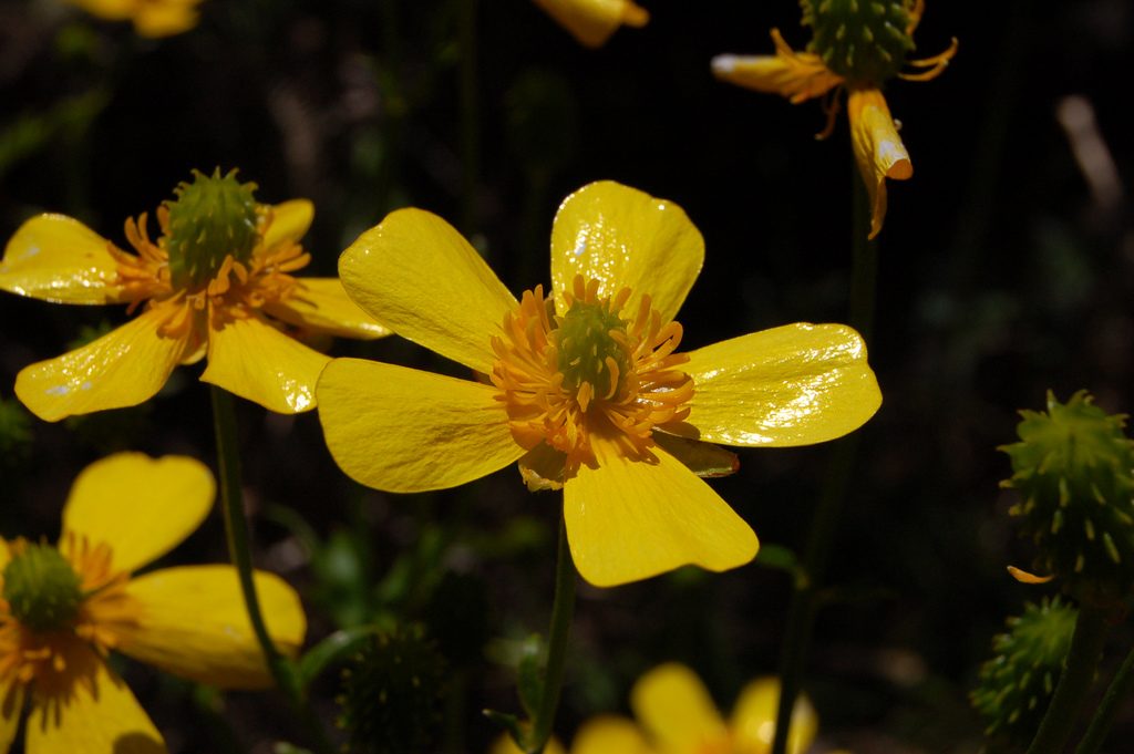 De gigantische boterbloem (Ranunculus Cortusifolius)