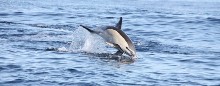 Madeira Dolphin