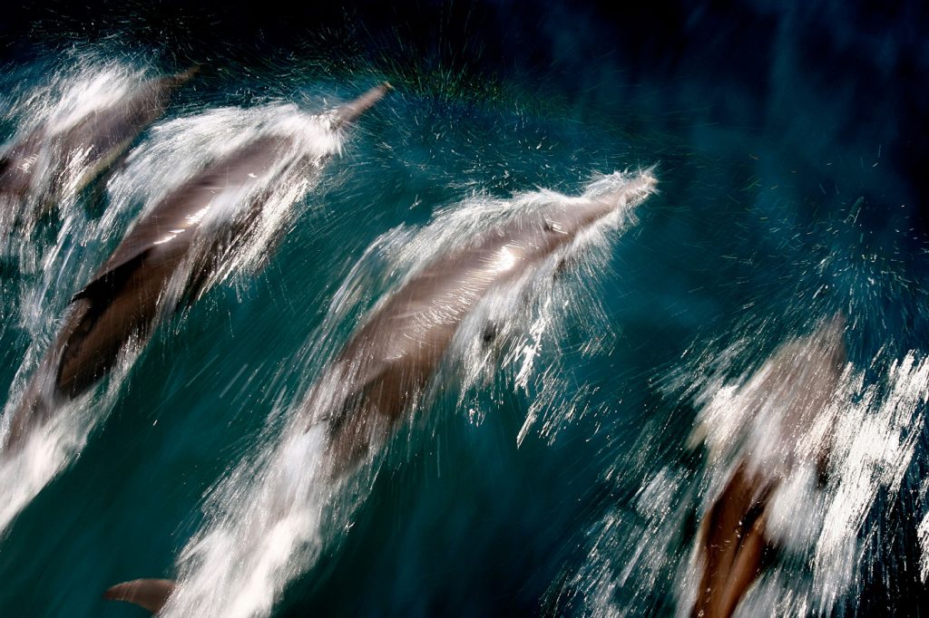 Dolphins of Madeira