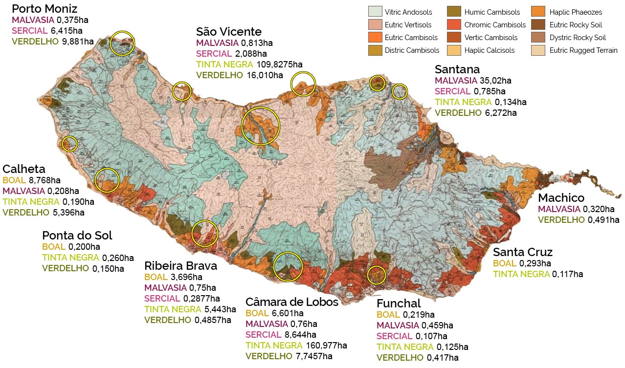  Druivensoorten van Madeira 