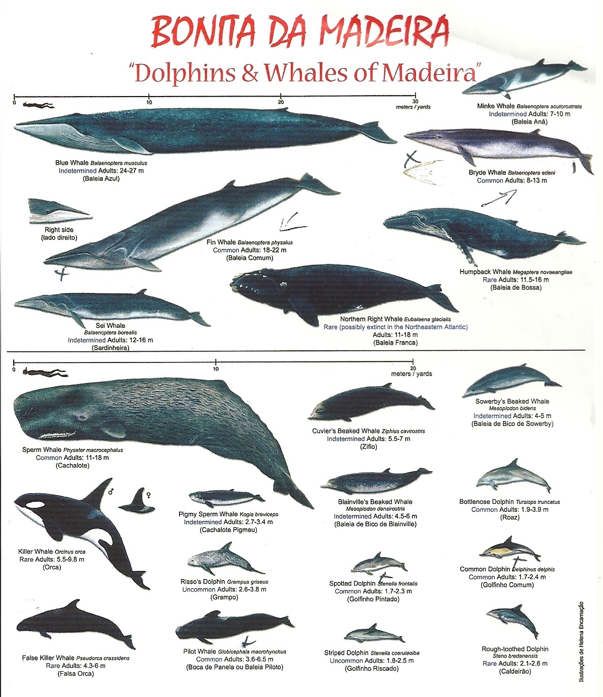 Dolphins and Whales of Madeira