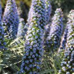 Pride of Madeira (Echium Candicans) 