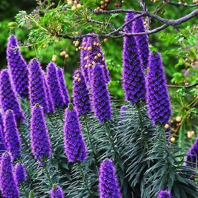 Pride of Madeira (Echium Candicans) 