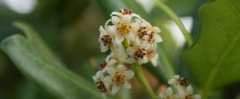 Fetid or Foul Lauren aka Madeira Laurel (Ocotea Foetens)