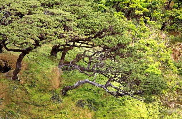 La lande des arbres (Erica Arborea)