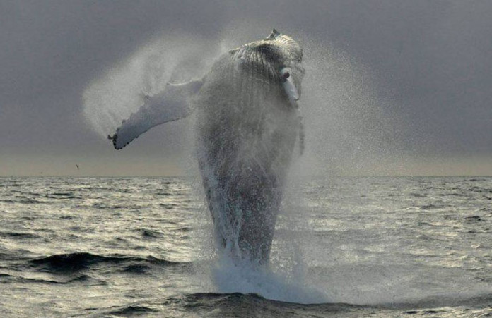 Madeira Whale