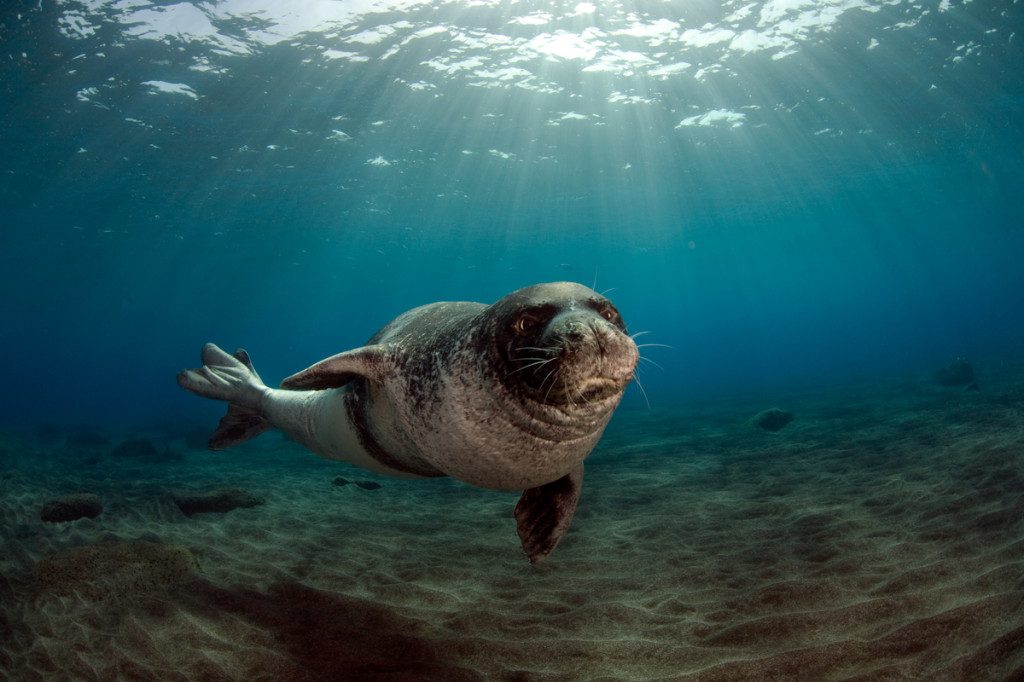 Monk Seal - Madeira, Portugal.