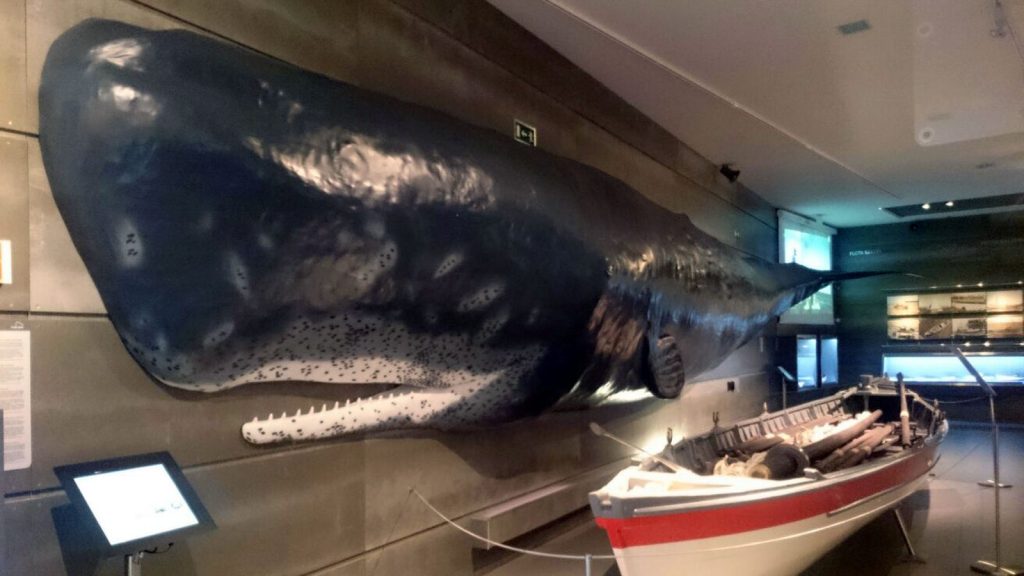 Madeira Whale Museum Madeira Whale Museum