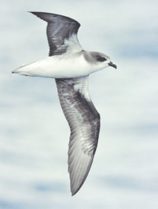 Zino's Petrel Madeira