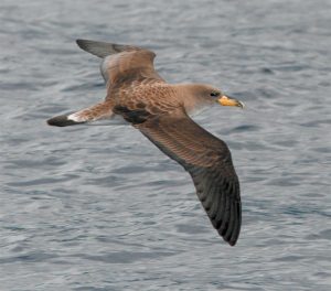 Cory's Shearwater Madeira