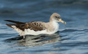 Cory's Shearwater van Luke Seitz