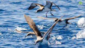 Cory's Shearwater Madeira