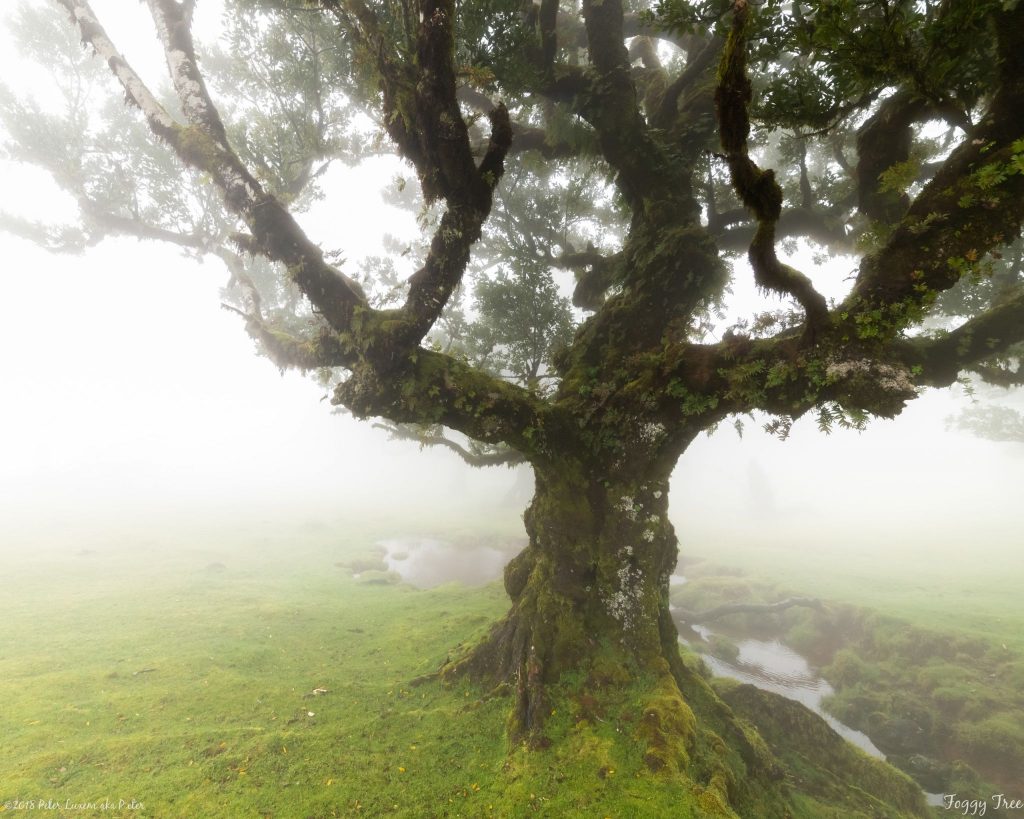 Fanal Madeira by Peter Luxem