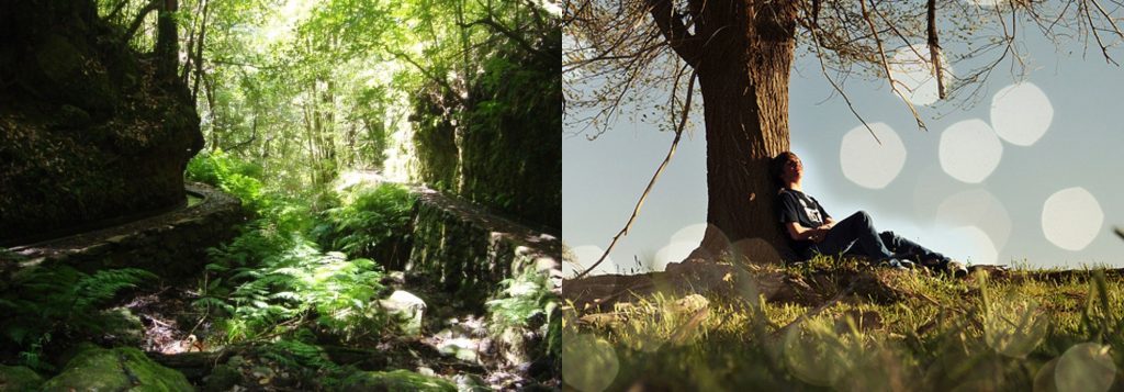 Forest Bathing on Madeira - Tree hugging Madeira Island