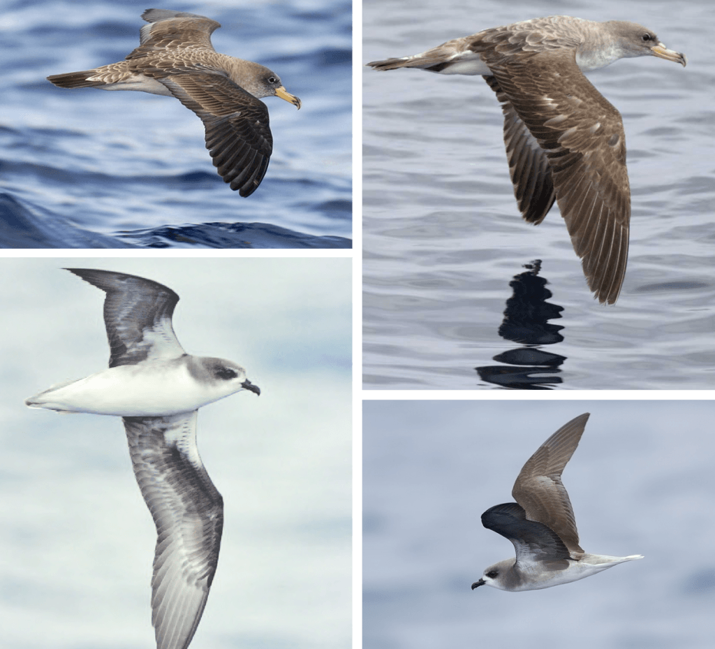 Zino's Petrel en Cory's Shearwater