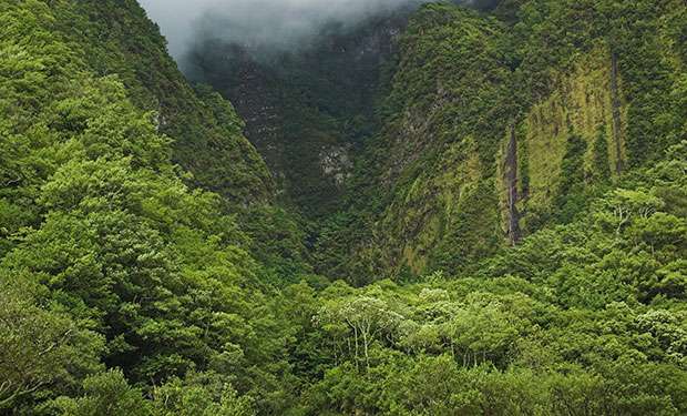 Laurissilva-bossen ondergedompeld in mist in de noordhelling van Madeira.