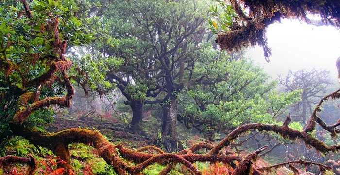 Wolkenmelken okkulter Niederschlag Madeira