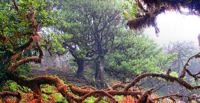 Wolk melken occulte neerslag Madeira