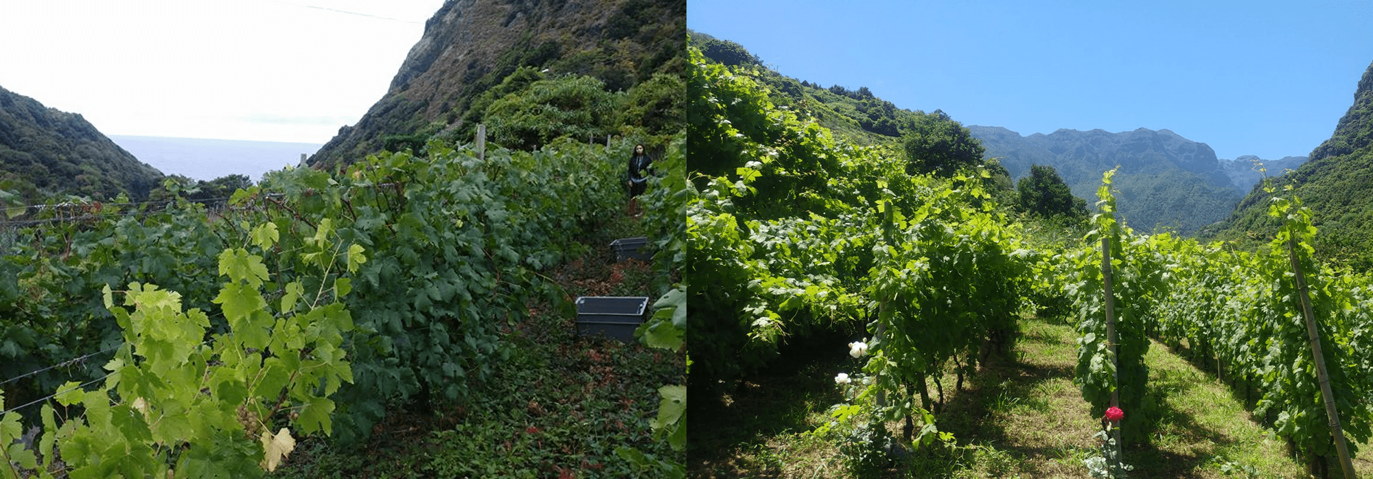 Terra Bona Boaventura Madeira