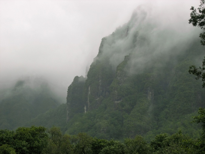 Laurissilva-bossen ondergedompeld in mist in de noordhelling van Madeira. Foto: Celso Figueira