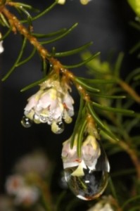 Okkultes Niederschlag-Madeira-Wolken-Melken