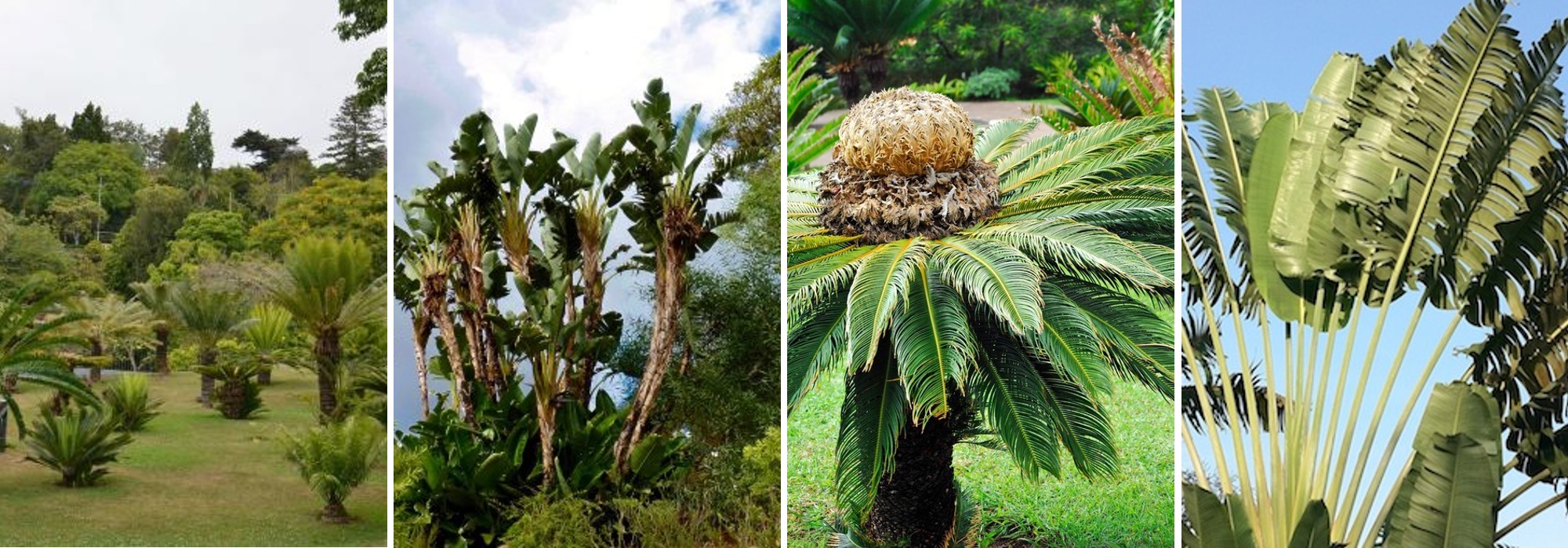 Palmen Botanische Tuinen Funchal Madeira Portugal