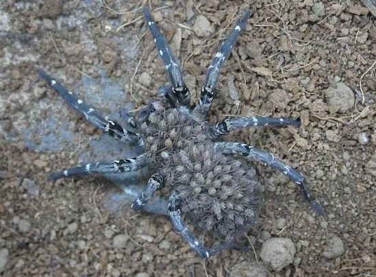 Adult Wolf Spider Desertas with babies on back