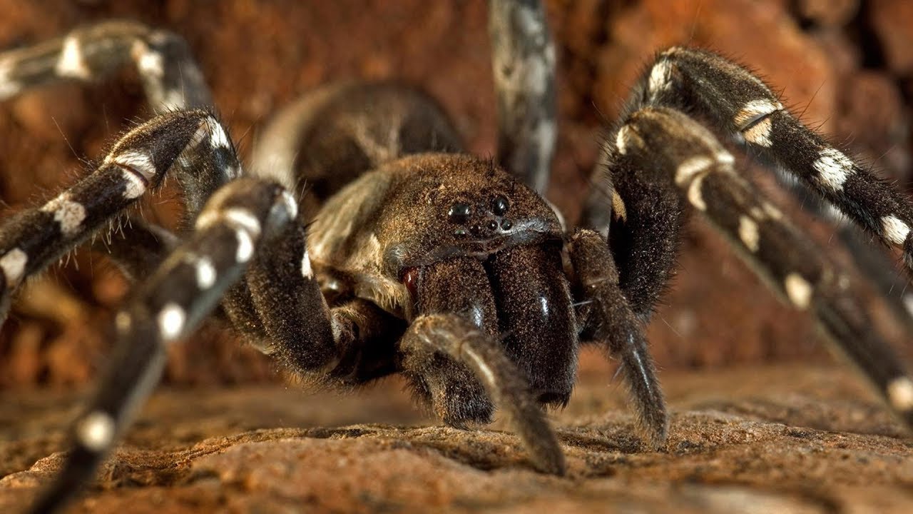 Desertas Wolfsspinne Madeira