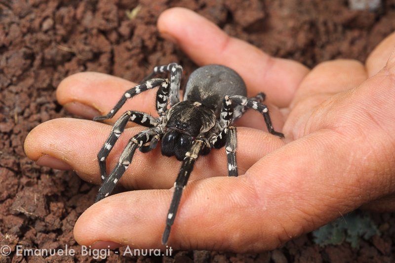 Deserta's wolf spider (Hogna ingens), Deserta Grande Island (Madeira, Portugal)