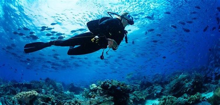 Diving in Madeira Archipelago, Portugal Europe