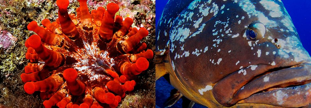 Madeira Tauchen Portugal Atlantik Europa