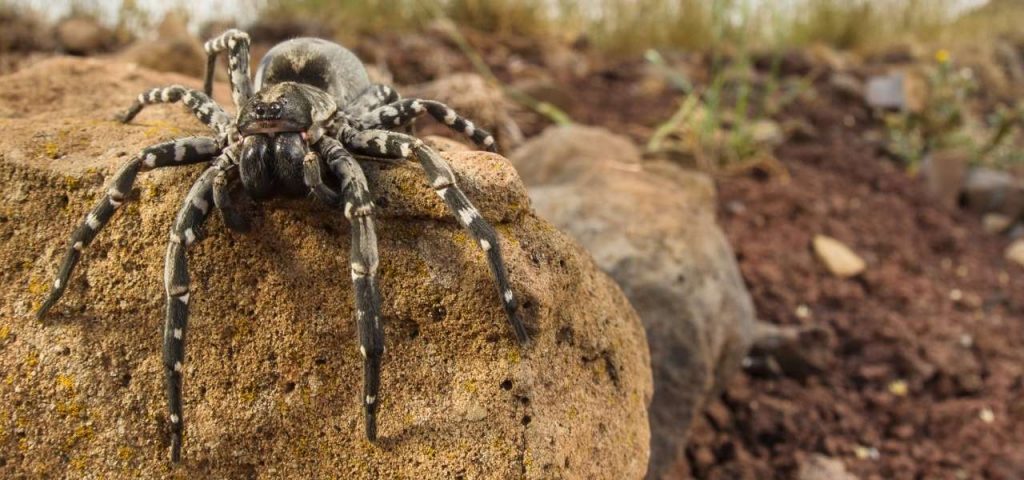 Wolf Spider Desertas Island Madeira Archipelago Portugal