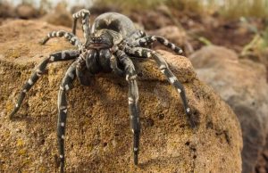 Wolf Spider Desertas Island Madeira Archipelago Portugal