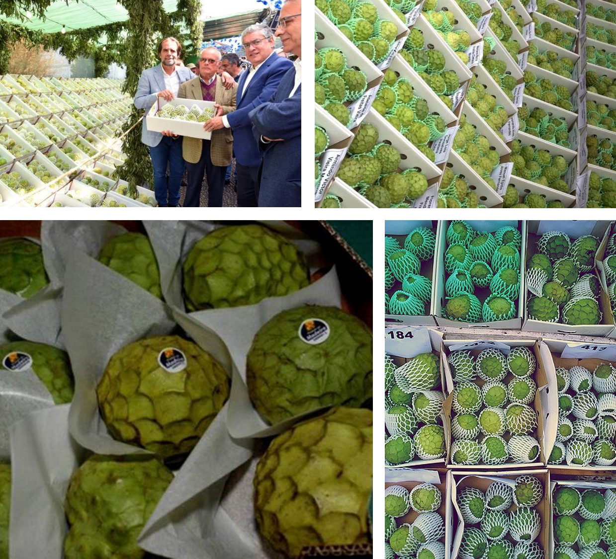 Annona Madeira Export Portugal