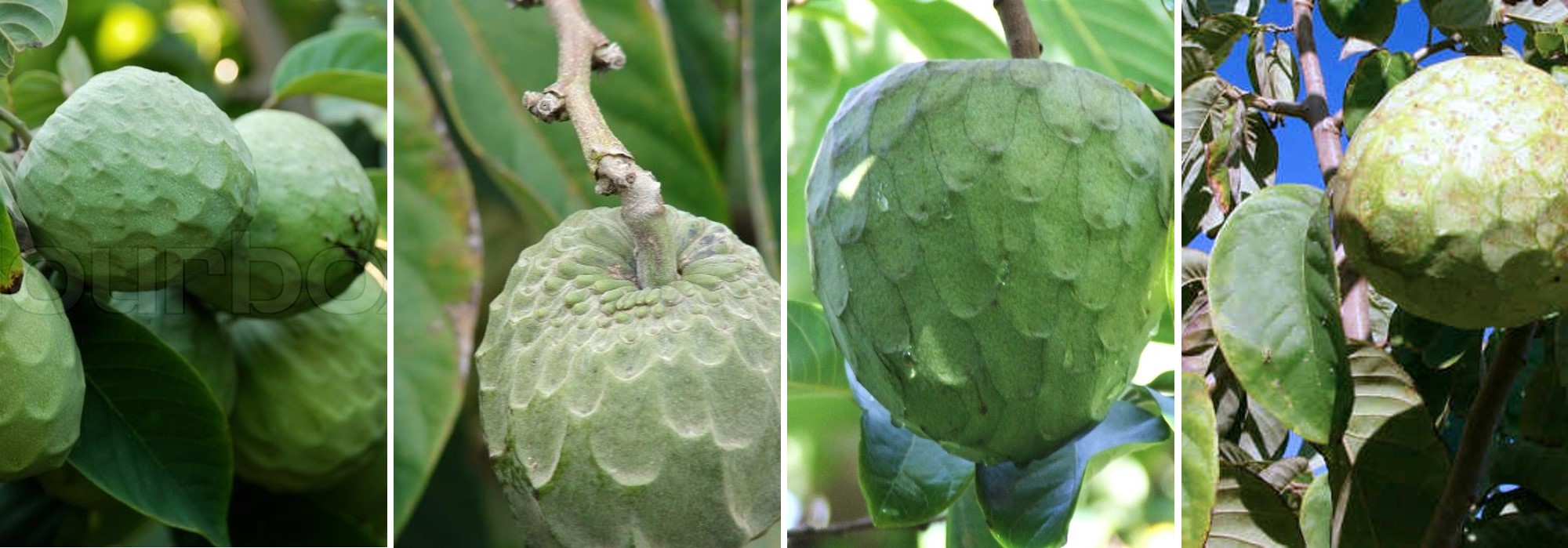 Anona da Madeira Annona Portugal Cherimoya