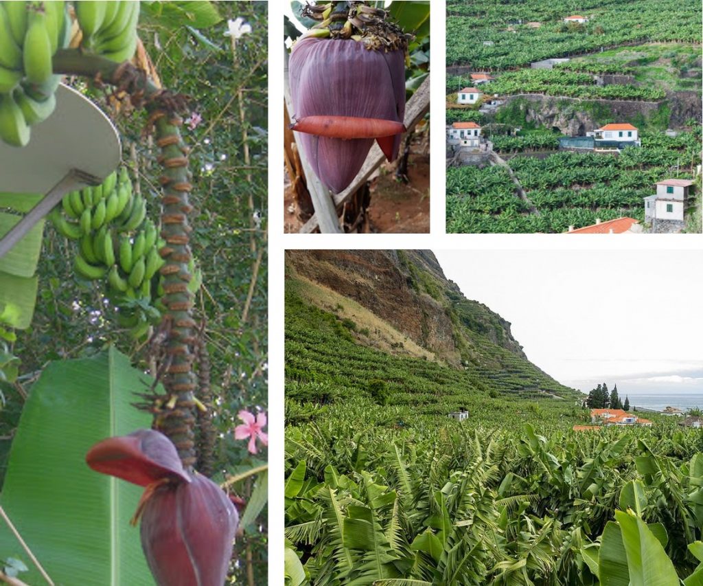 Banana da Madeira Blume und Landschaft