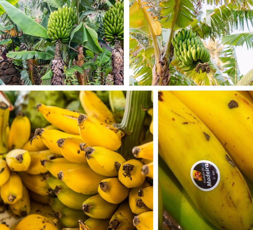 Banana da Madeira Portugal D'où Banane de Madère