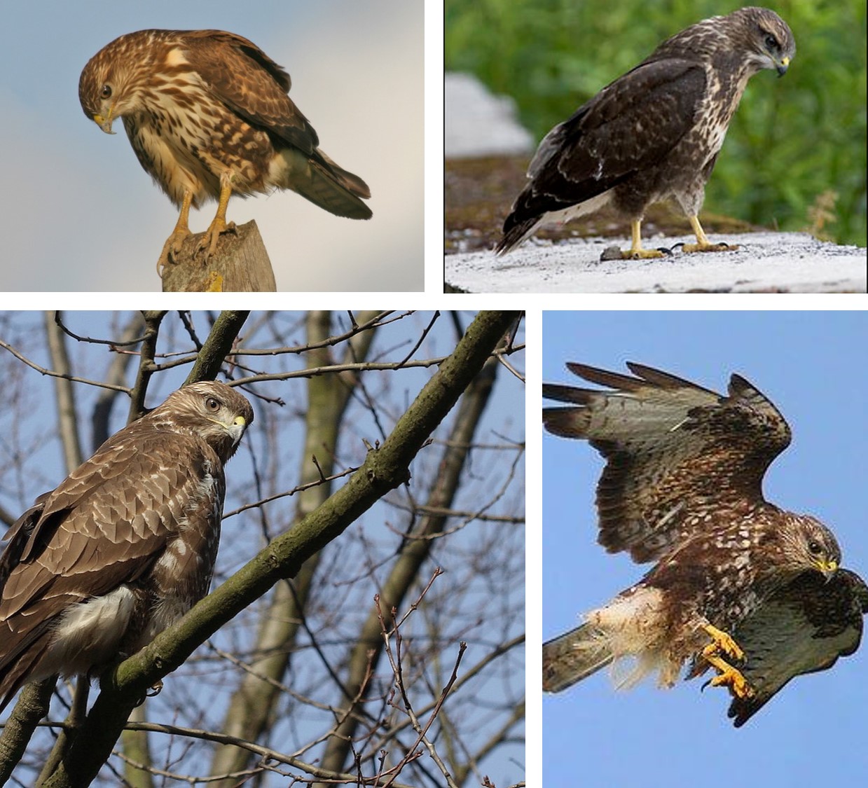 Madère Buzzard Buteo Buteo Harterti Manta