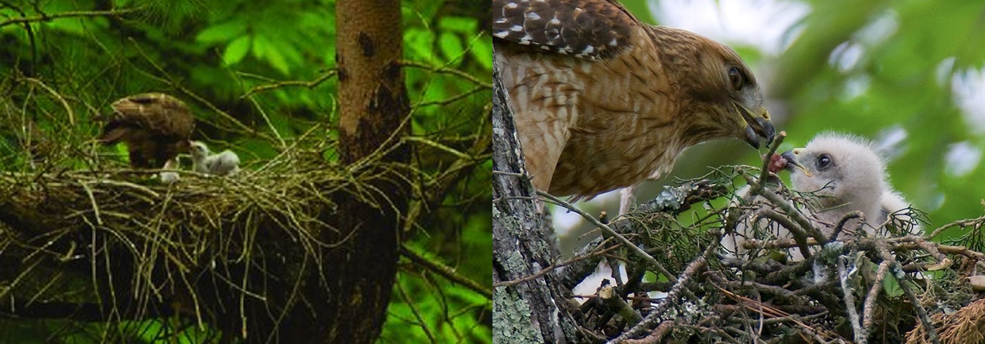 Madeira Buizerd Buteo buteo Harteri nest Manta