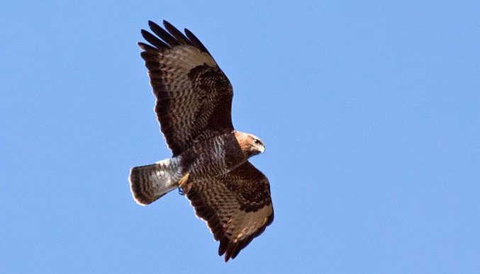 Madeira Buzzard Manta Portugal