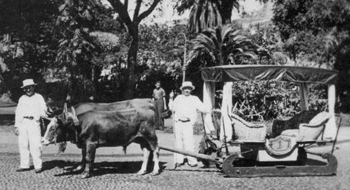 Ox carts carro de bois funchal Madeira Portugal