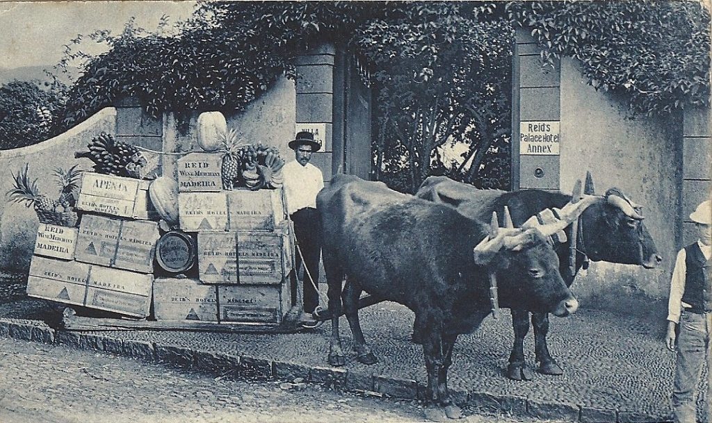 ox carts Madeira Portugal Funchal 1914